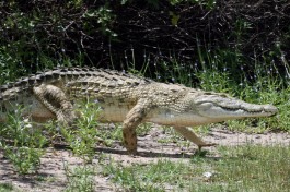 Crocodile in Tanzania  by Vicky van der Luit