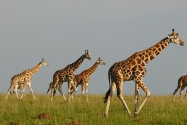 Giraffes  by Mark Jordahl