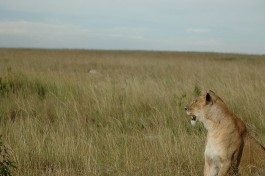 Masai Mara lion  by The Communist's Daughter