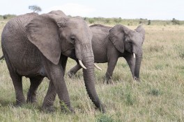 Masai Mara elephants  by Shankar s.