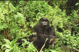 African mountain gorilla  by Philip Kromer