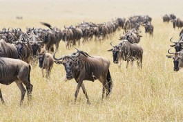 Masai Mara wildebeest  by Christopher Michel