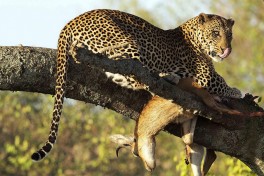 Leopard in Masai Mara  by Christopher Michel
