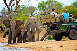 Kruger elephants 