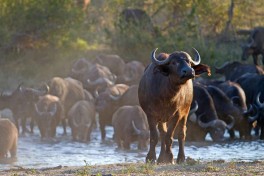 Kruger buffalos 