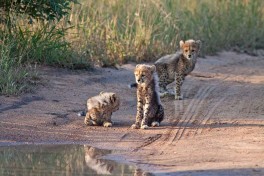 Cheetah cubs 