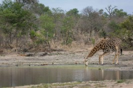 Giraffe in Kruger 