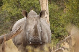 Kruger rhino 