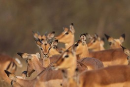 Impala 