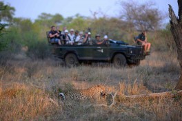 Leopard sighting 