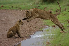 Tanzania Safari, Ngorongoro lions  