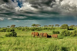 Tanzania Safari, Tarangire elephants 