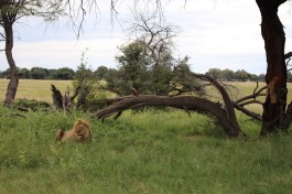 Hwange lion  by John Culley