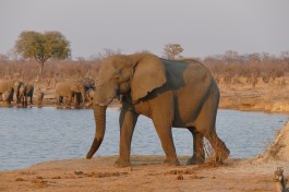 Hwange elephants  by Jean-Marc Dottrens