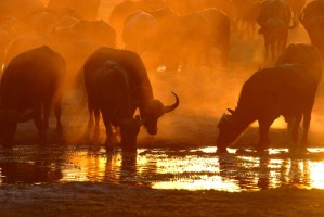 Buffalo