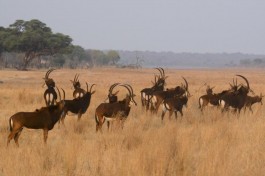 Sable antelopes 