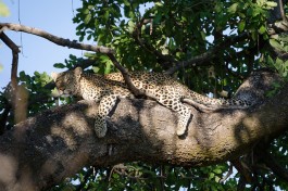 Leopard chilling in the Delta  by Michael Jansen