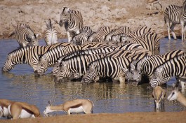 Wildlife  by Mazzali