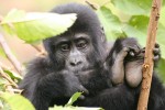 Baby gorilla  by Heather Thorkelson