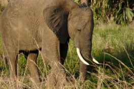 Elephant in Murchison  by Mark Jordahl