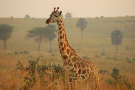 Giraffe  by michell zappa