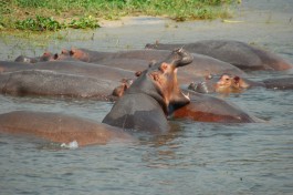 Murchison Hippos  by michell zappa