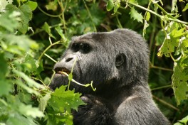 Male gorilla  by Naaman Saar Stavy