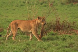 Murchison lion and kill  by Jonathan Assink