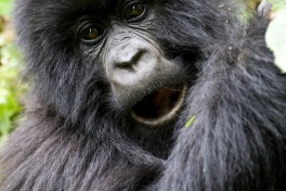 Gorilla  by Hjalmar Gislason
