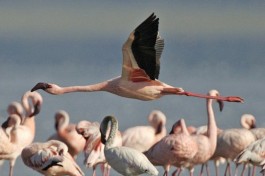 Lake Nakuru flamingoes  by Lip Kee Yap