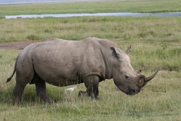 Lake Nakuru rhino  by shankar s.