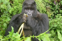 Gorilla eating  by Philip Kromer