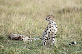 Masai Mara cheetah  by Christopher Michel