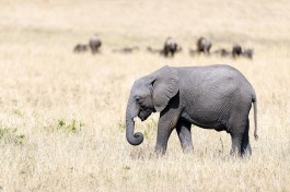 Elephant  by Christopher Michel