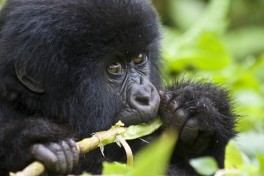 Mountain Gorilla in Bwindi  by Hjalmar Gislason