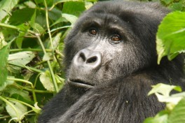 African Mountain Gorilla  by Martijn Munneke