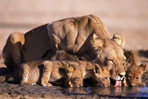 Lions