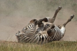 Amboseli zebra, Kenya  by Steve Garvie