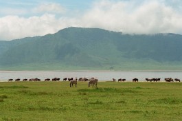 Ngorongoro Crater zebras  by Yukun Lin