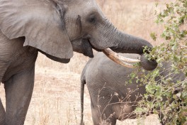 Elephants in Tarangire, Tanzania  by Kiwi Vic