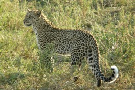 Serengeti leopard, Tanzania  by Birger K&Atilde;&Acirc;&Atilde;&Acirc;&Atilde;&Acirc;&Atilde;&Acirc;&Atilde;&Acirc;&Atilde;&Acirc;&Atilde;&Acirc;&Atilde;&Acirc;&Atilde;&Acirc;&Atilde;&Acirc;&Atilde;&Acirc;&Atilde;&Acirc;&Atilde;&Acirc;&Atilde;&Acirc;&Ati