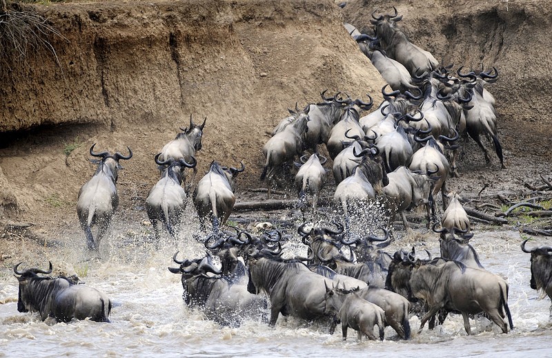 Wildebeest Migration, Masai Mara in Kenya