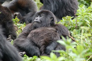 African Mountain Gorillas by Joachim Huber