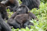 African Mountain Gorillas  by Joachim Huber