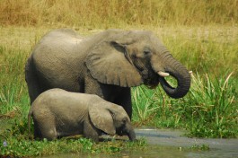 Elephants  by michell zappa