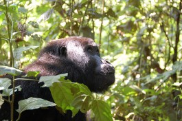 African Mountain Gorilla  by Noel Reynolds