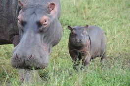 Hippos in Uganda  by Safari Partners