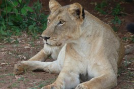 Lioness in Murchison  by Mark Jordahl