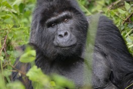 Mountain Gorilla  by Andrea Schieber