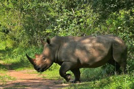 Ziwa rhino  by Bernard Dupont